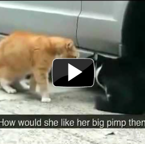 The 30 Most Important Cats Of 2010  | The 30 Most Important Cats Of 2010 