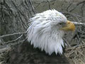Decorah Eagles | The Raptor Resource Project brings you the Decorah Eagles from atop their tree at the fish hatchery in Decorah, Iowa.
The live video feed is streamed online 24/7.